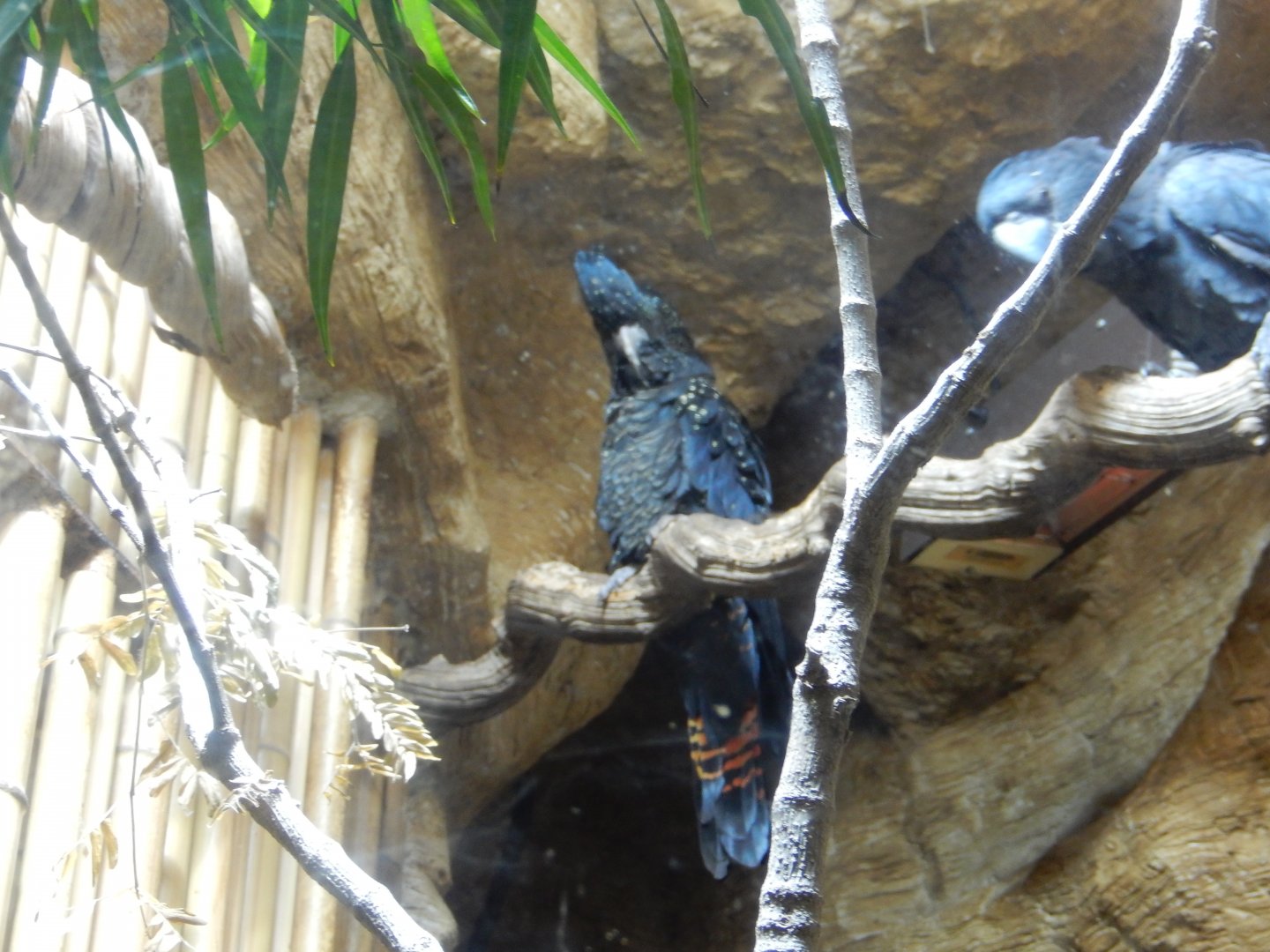 5/20/2018 - Red-Tailed Black Cockatoo