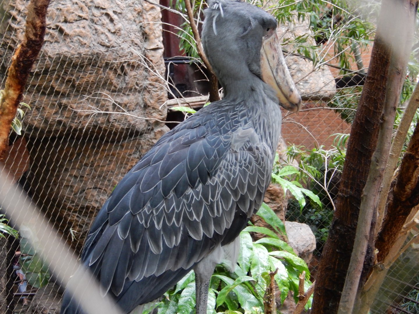 5/20/2018 - Shoebill Stork