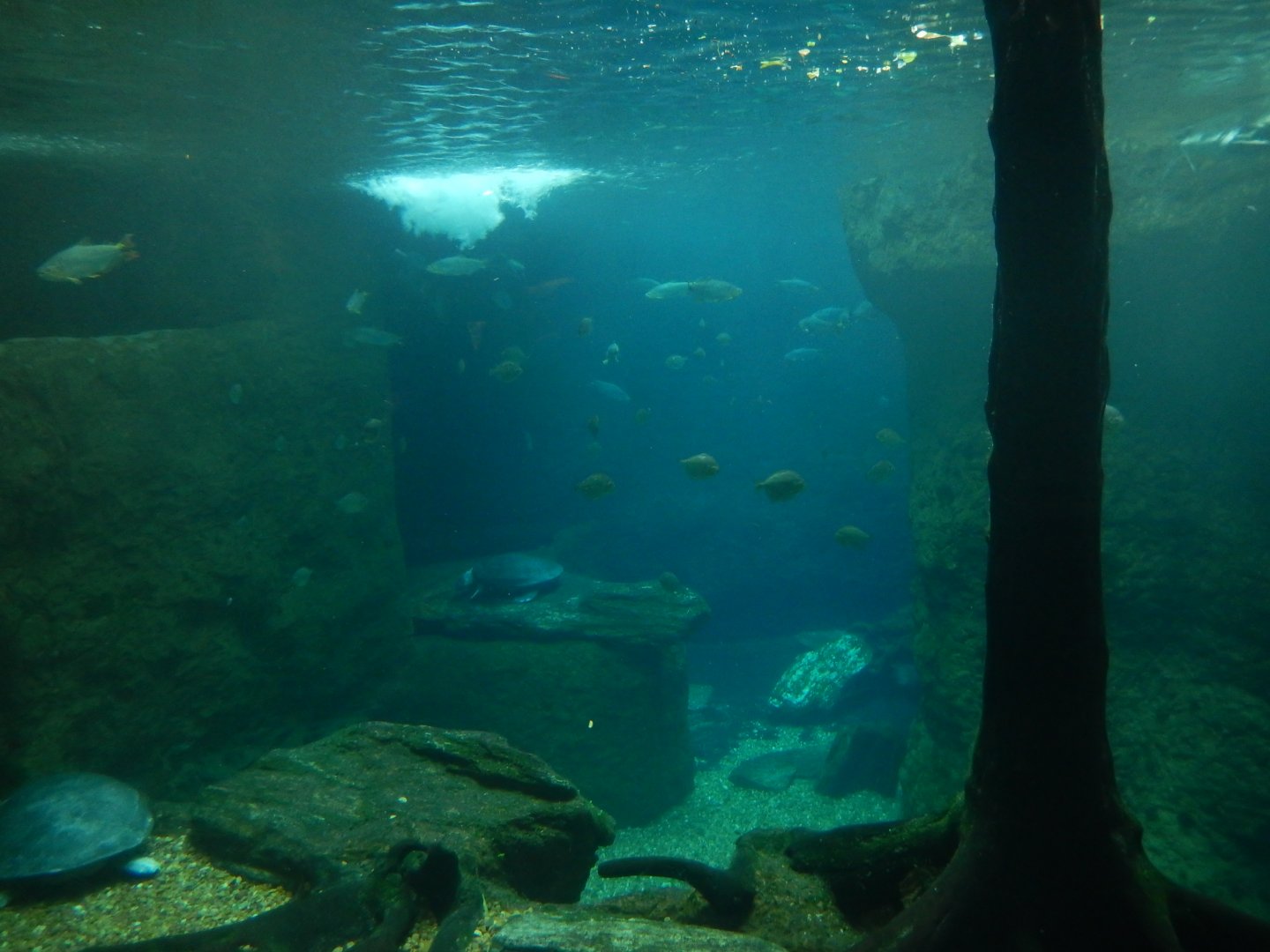 5/20/2018 - The River