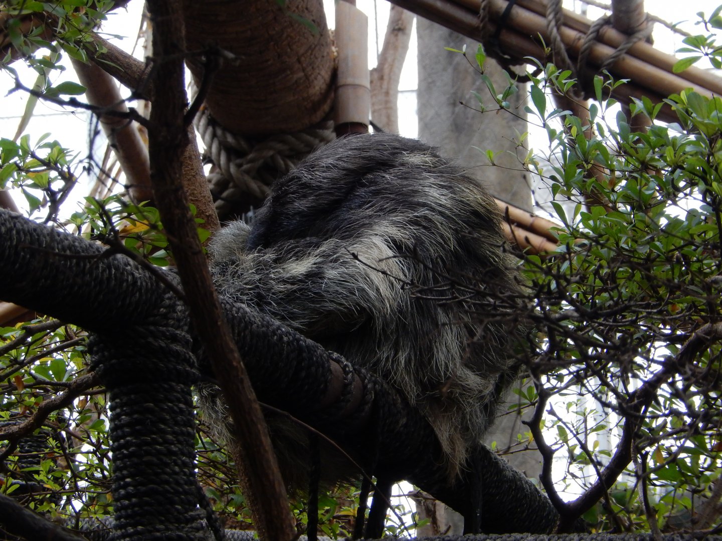 5/20/2018 - Three-Toed Sloth