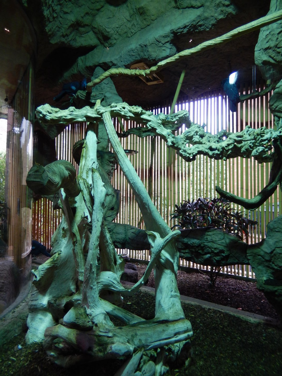 5/20/2018 - Victoria Crowned Pigeon & Palm Cockatoo Exhibit