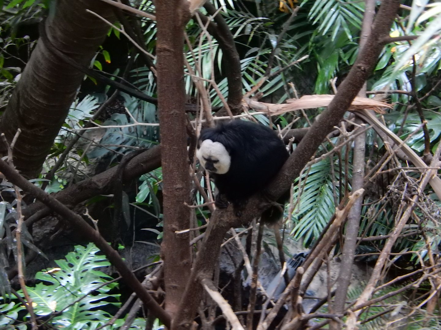 5/20/2018 - White-faced Saki Monkey