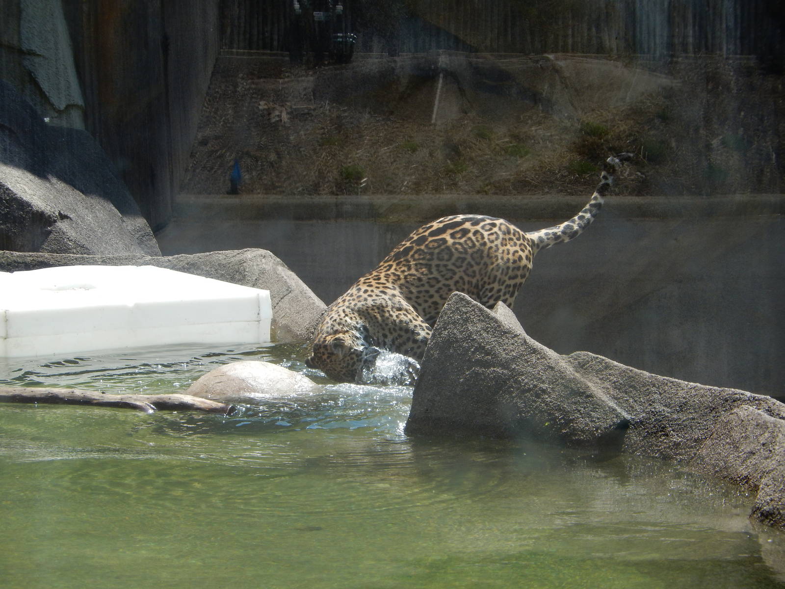 5/21/2015 - Francisco Makes the Catch