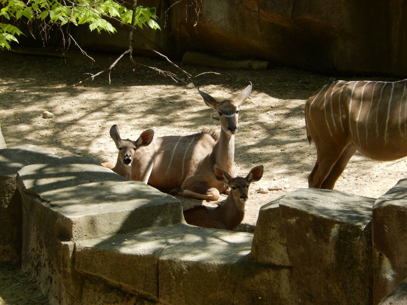 5/21/2015 - Greater Kudu Female and Calves