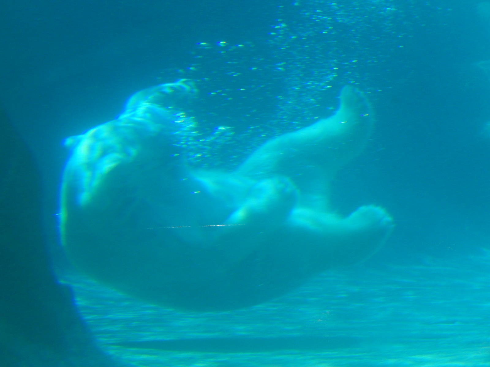 5/21/2015 - Snow Lilly Underwater