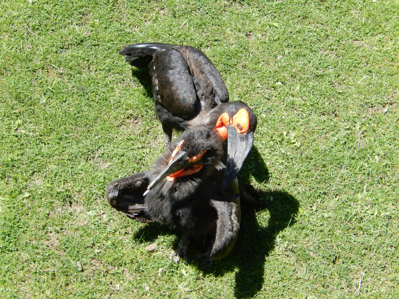 5/21/2015 - Southern Ground Hornbills