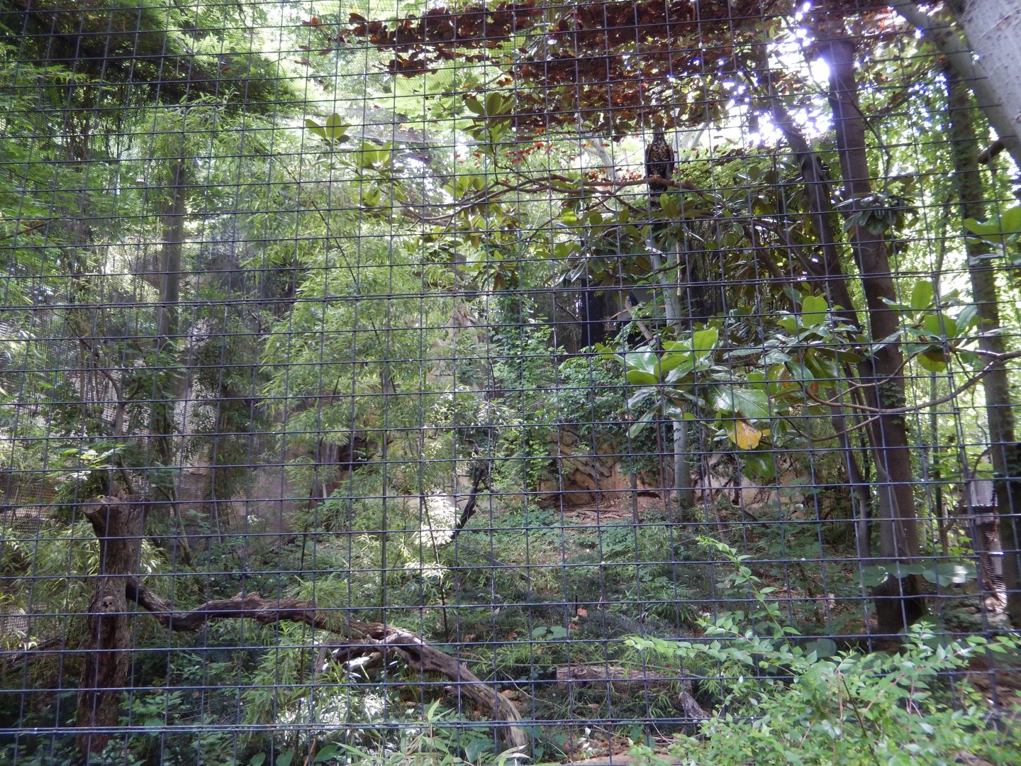 5/21/2018 - African Crowned Eagle Aviary