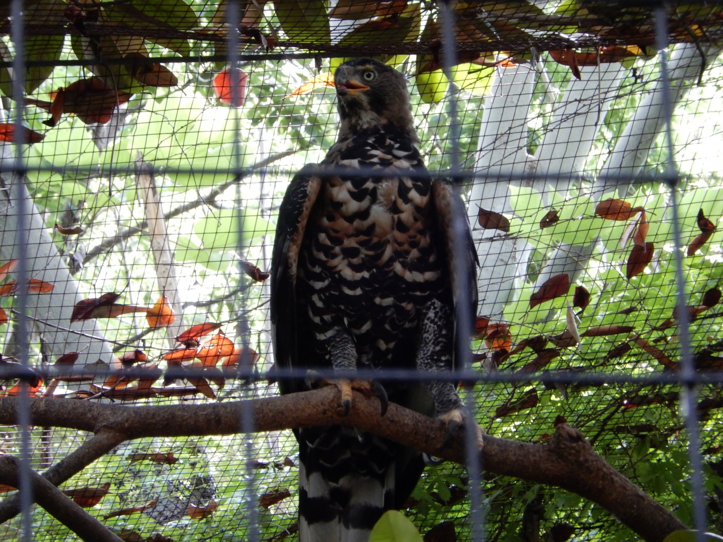 5/21/2018 - African Crowned Eagle