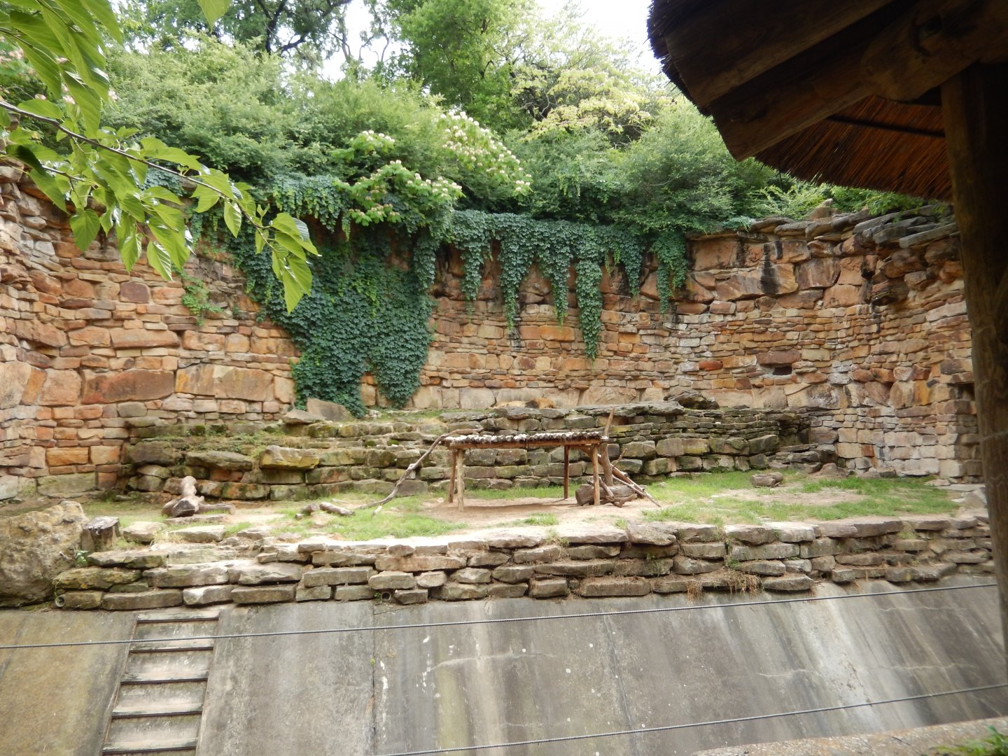 5/21/2018 - African Lion Grotto (1 of 2)