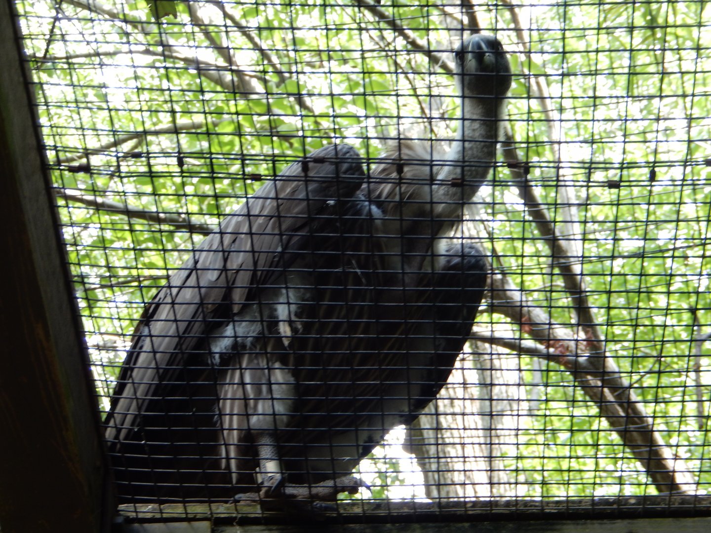 5/21/2018 - African White-Backed Vulture