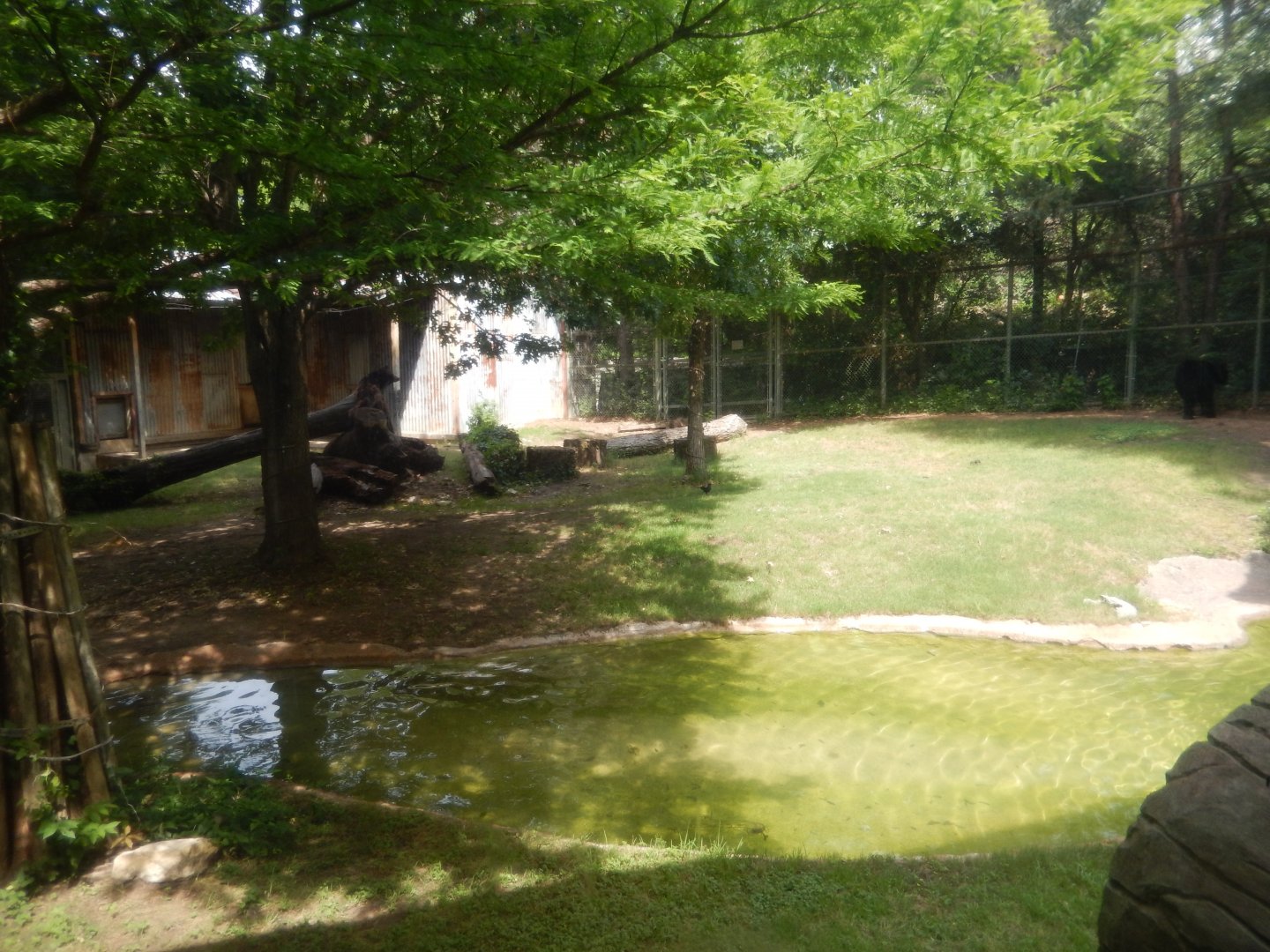 5/21/2018 - American Black Bear Exhibit (First View)