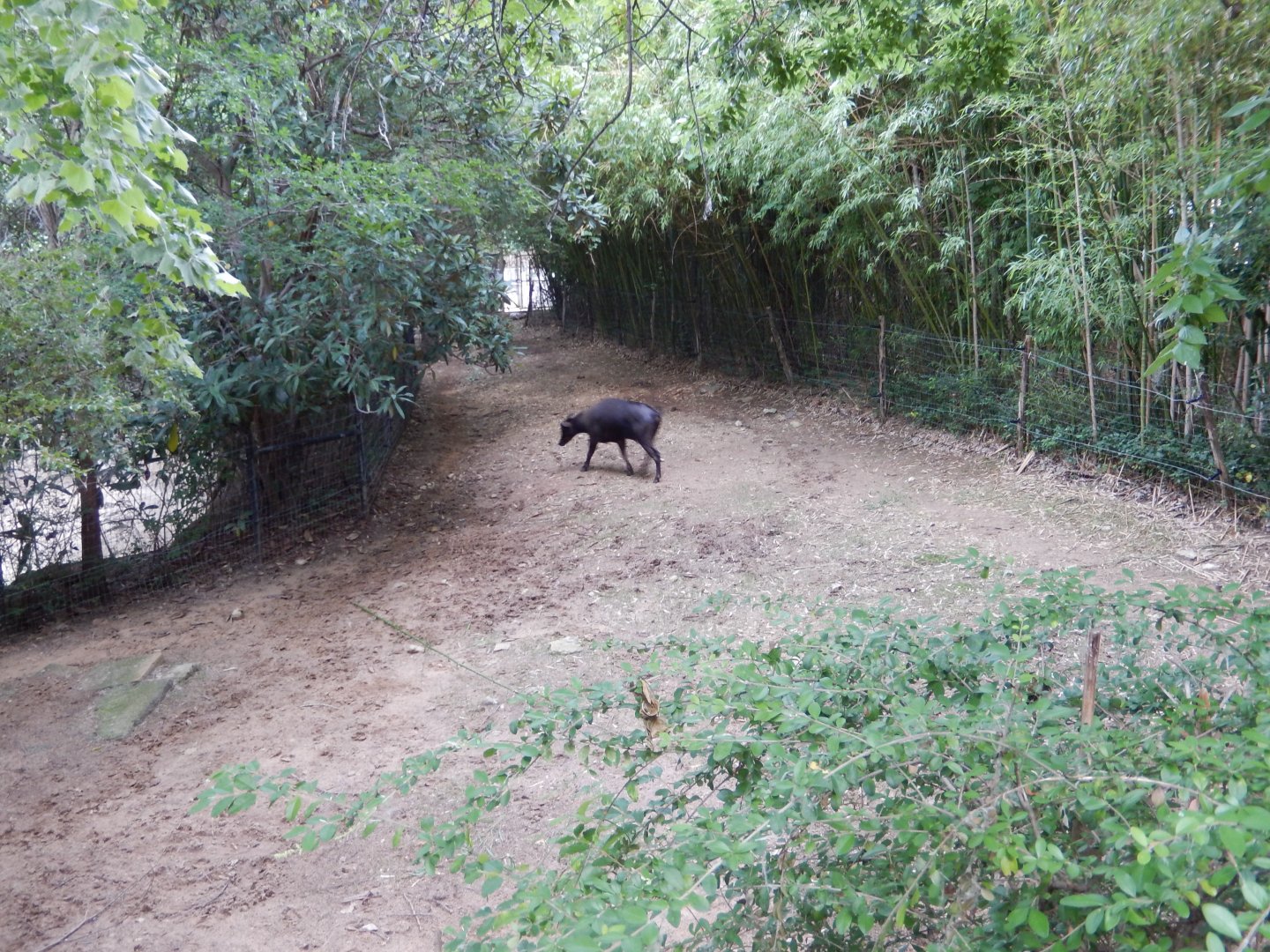 5/21/2018 - Anoa Paddock