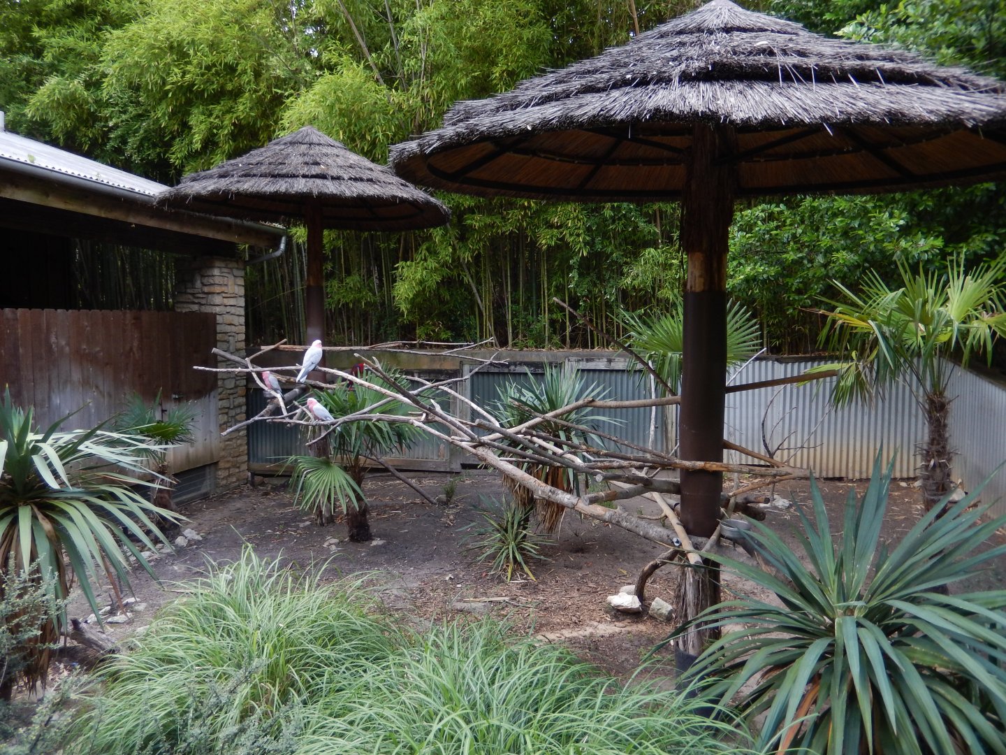 5/21/2018 - Australian Outback Bird Habitat