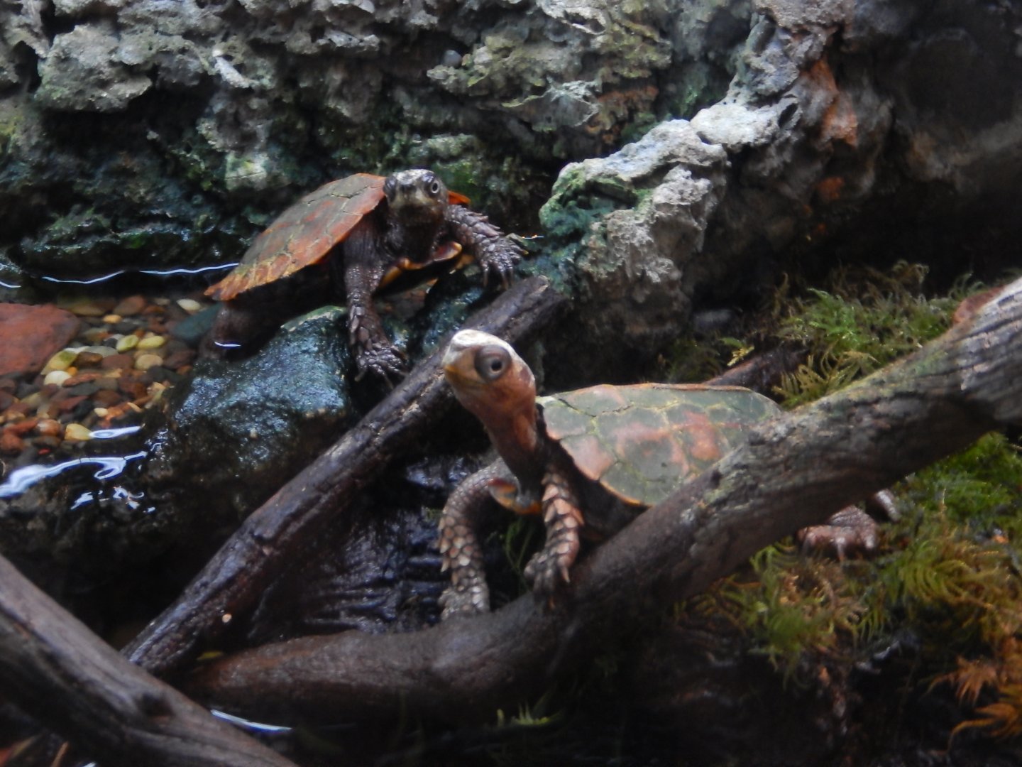 5/21/2018 - Black Breasted Leaf Turtle