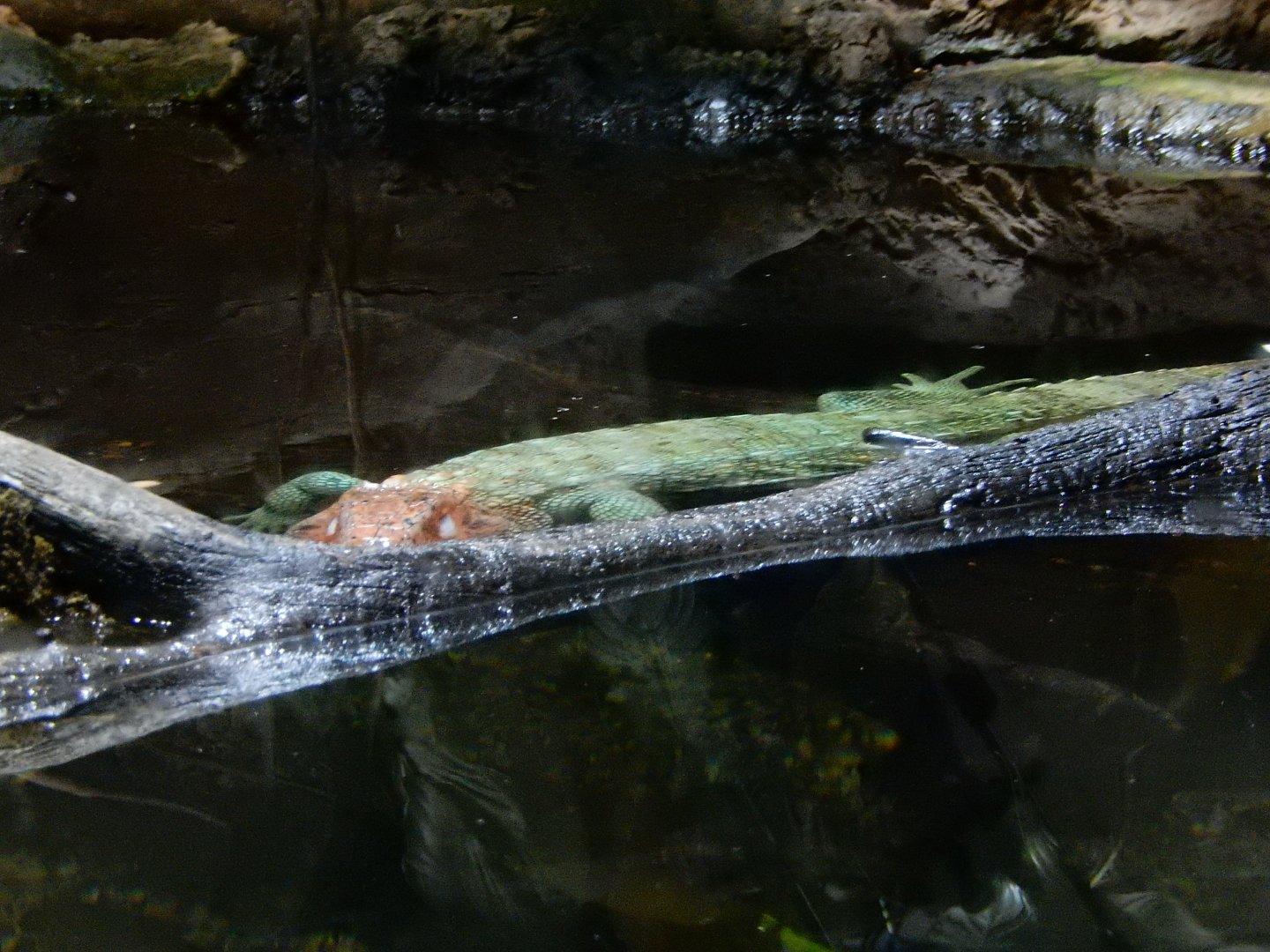 5/21/2018 - Caiman Lizard