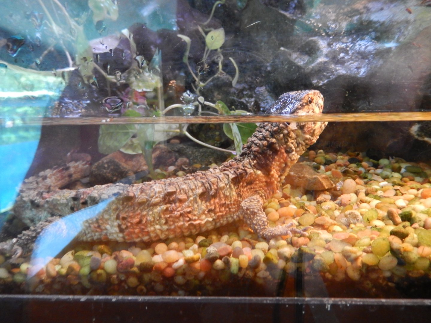 5/21/2018 - Chinese Crocodile Lizard