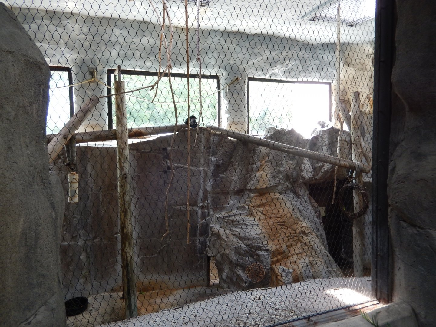 5/21/2018 - Colobus Monkey Exhibit