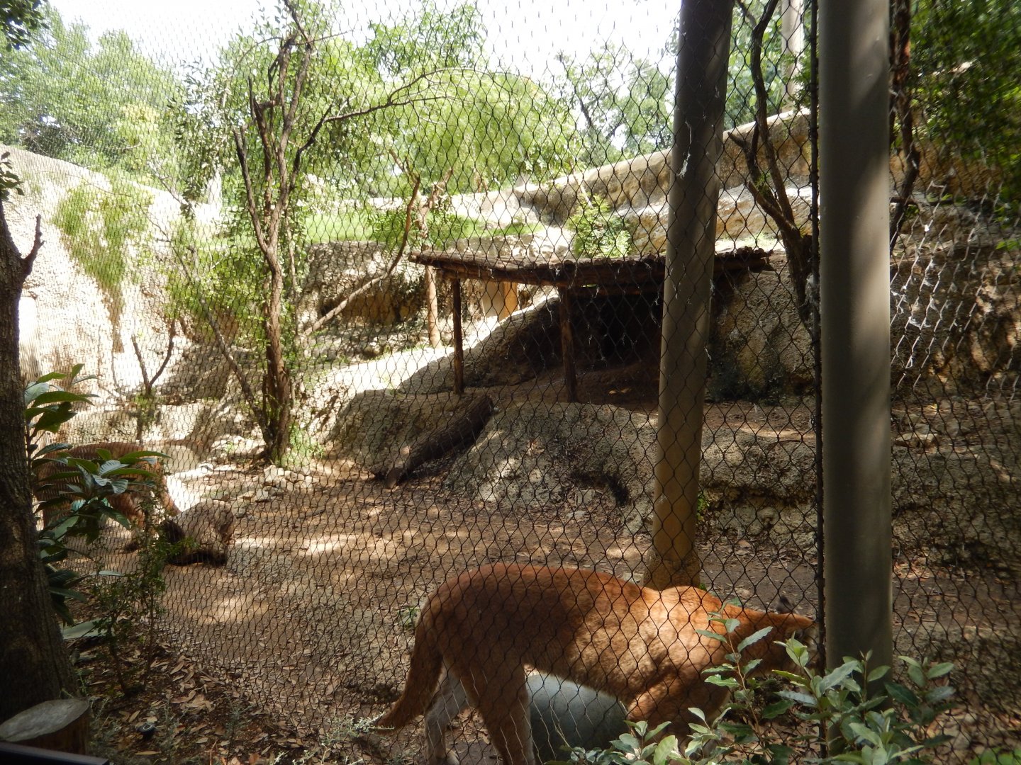 5/21/2018 - Cougar Exhibit
