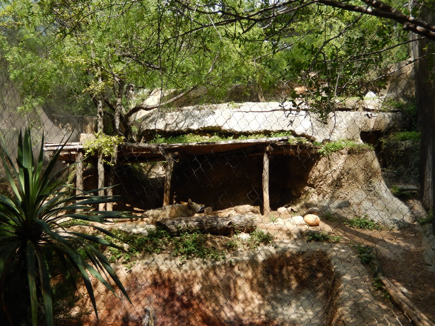 5/21/2018 - Coyote Exhibit