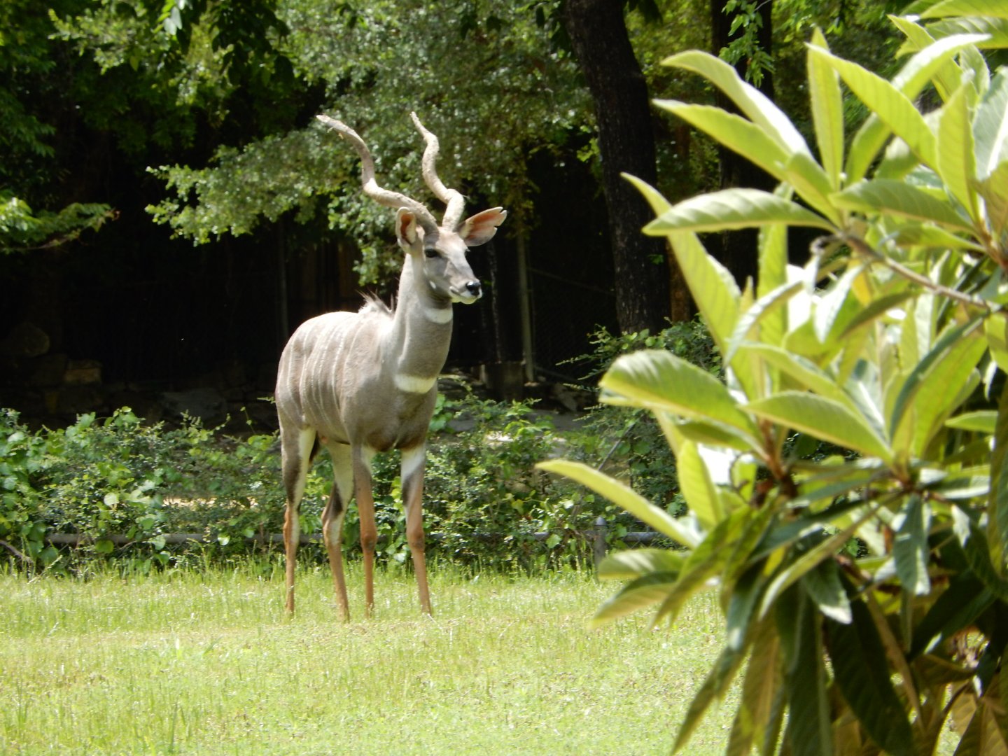 5/21/2018 - Depth of the Kudu
