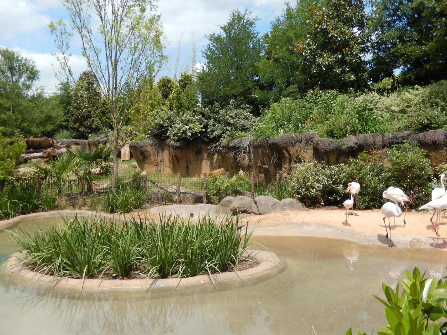 5/21/2018 - Flamingo Pond