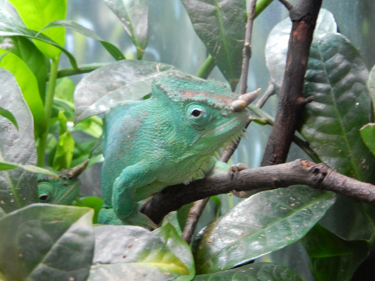 5/21/2018 - Four-Horned Chameleon
