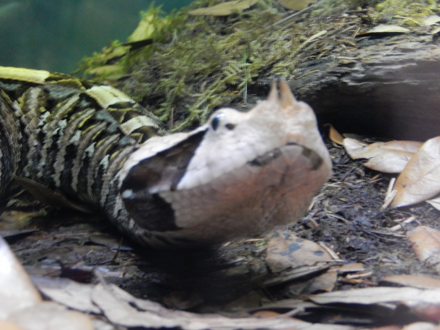 5/21/2018 - Gaboon Viper