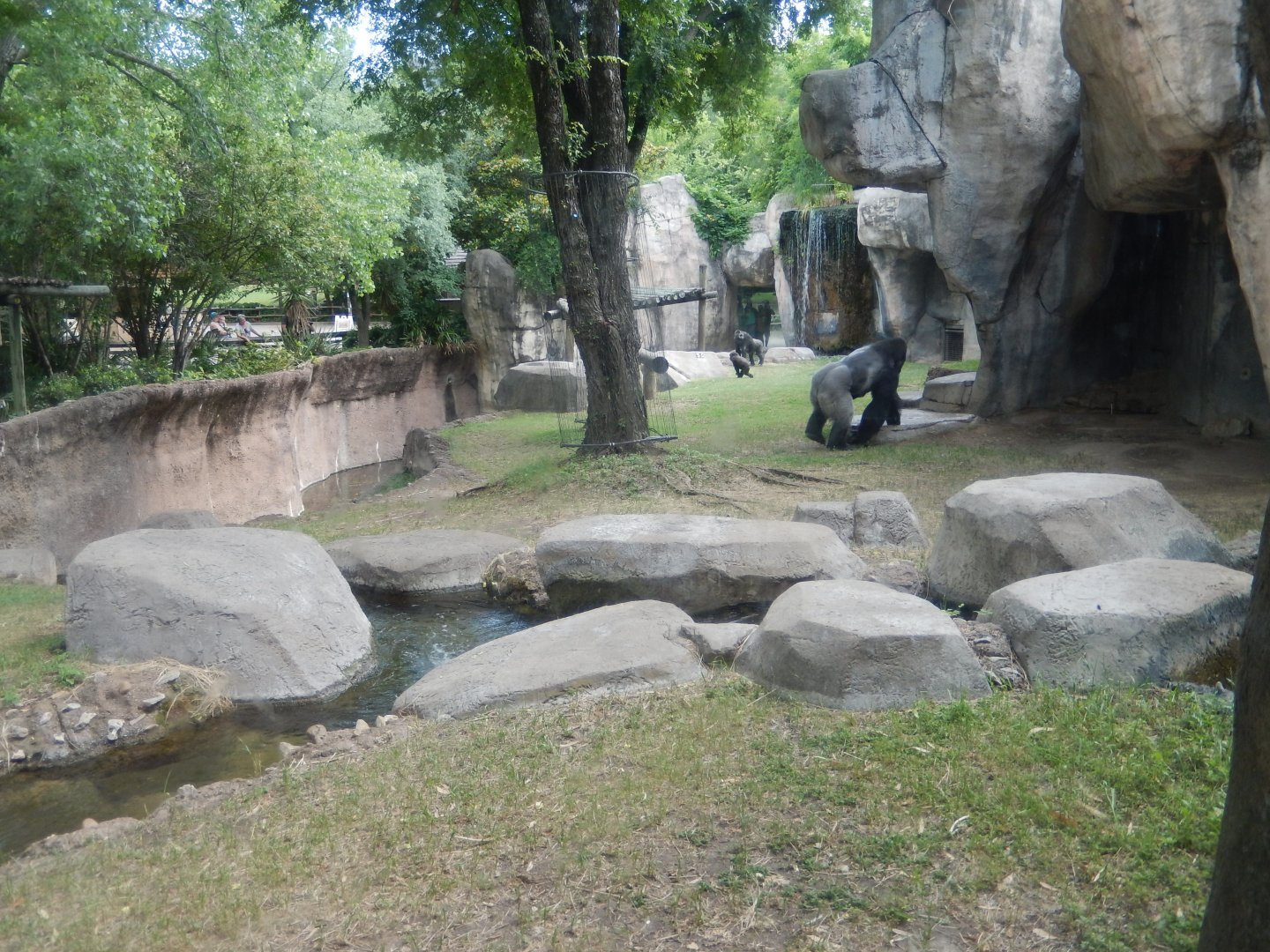 5/21/2018 - Gorilla Habitat