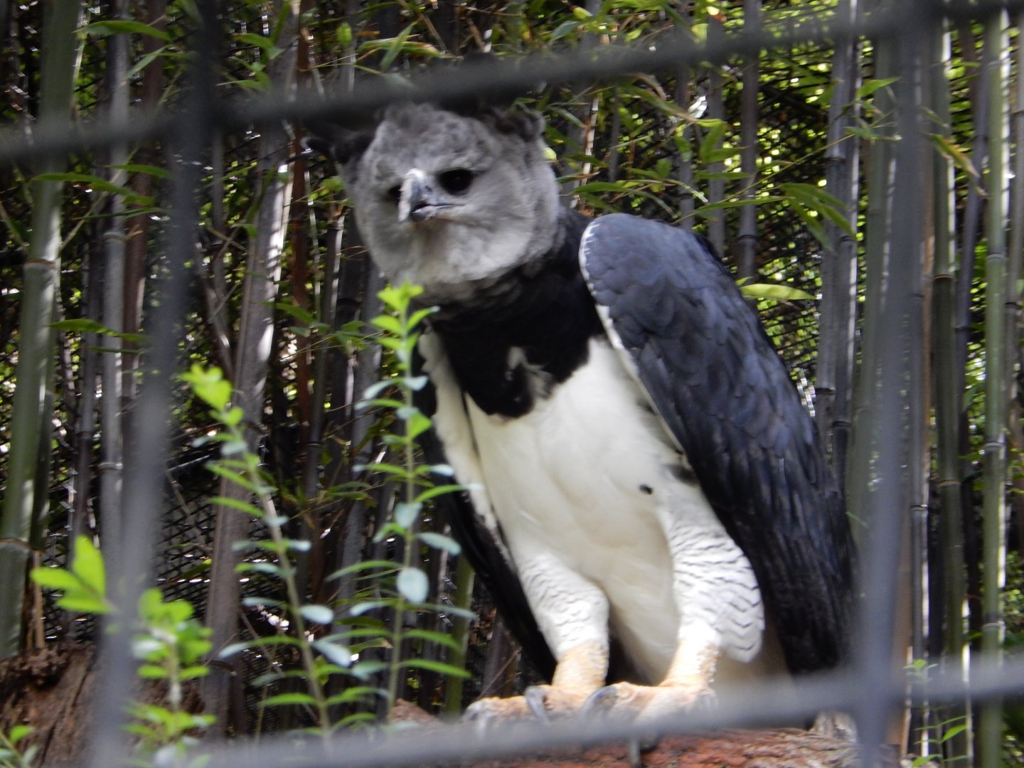 5/21/2018 - Harpy Eagle