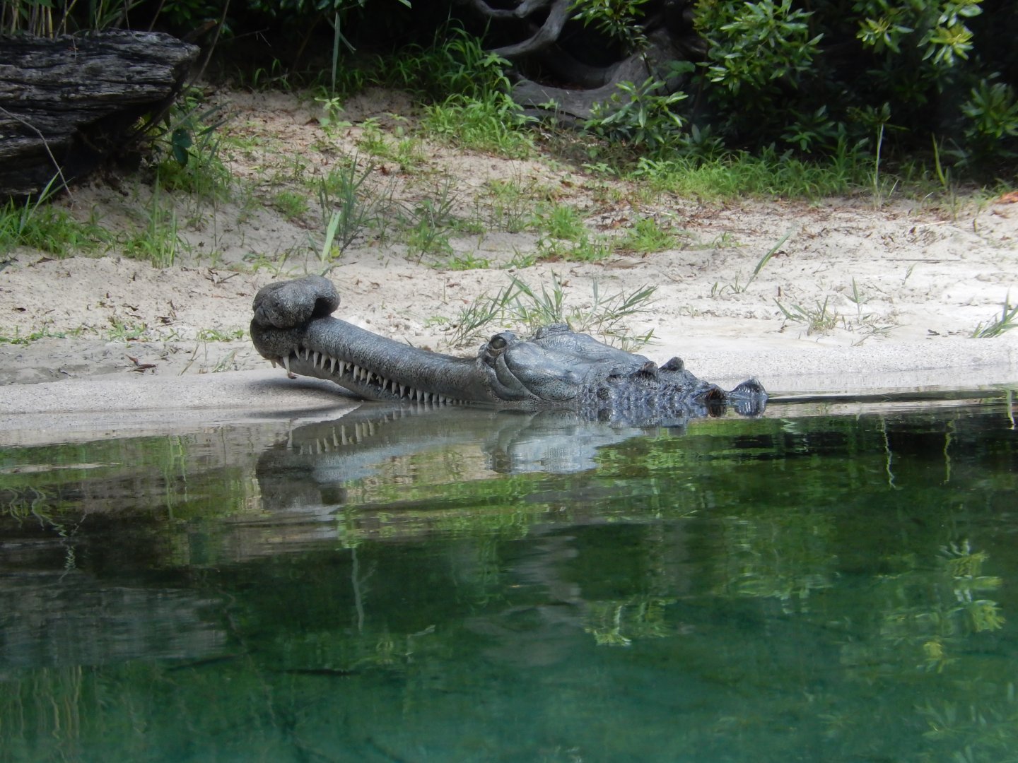 5/21/2018 - Indian Gharial