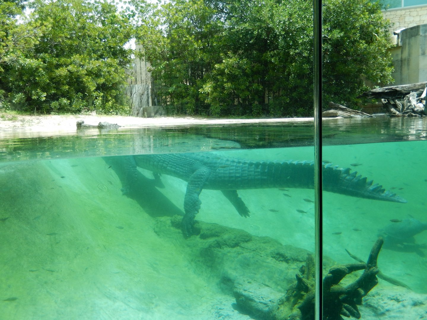 5/21/2018 - Indian Gharial