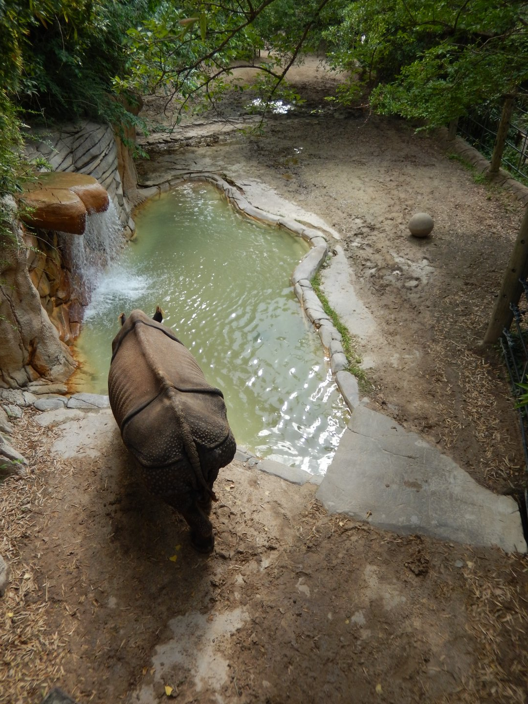 5/21/2018 - Indian Rhino Habitat