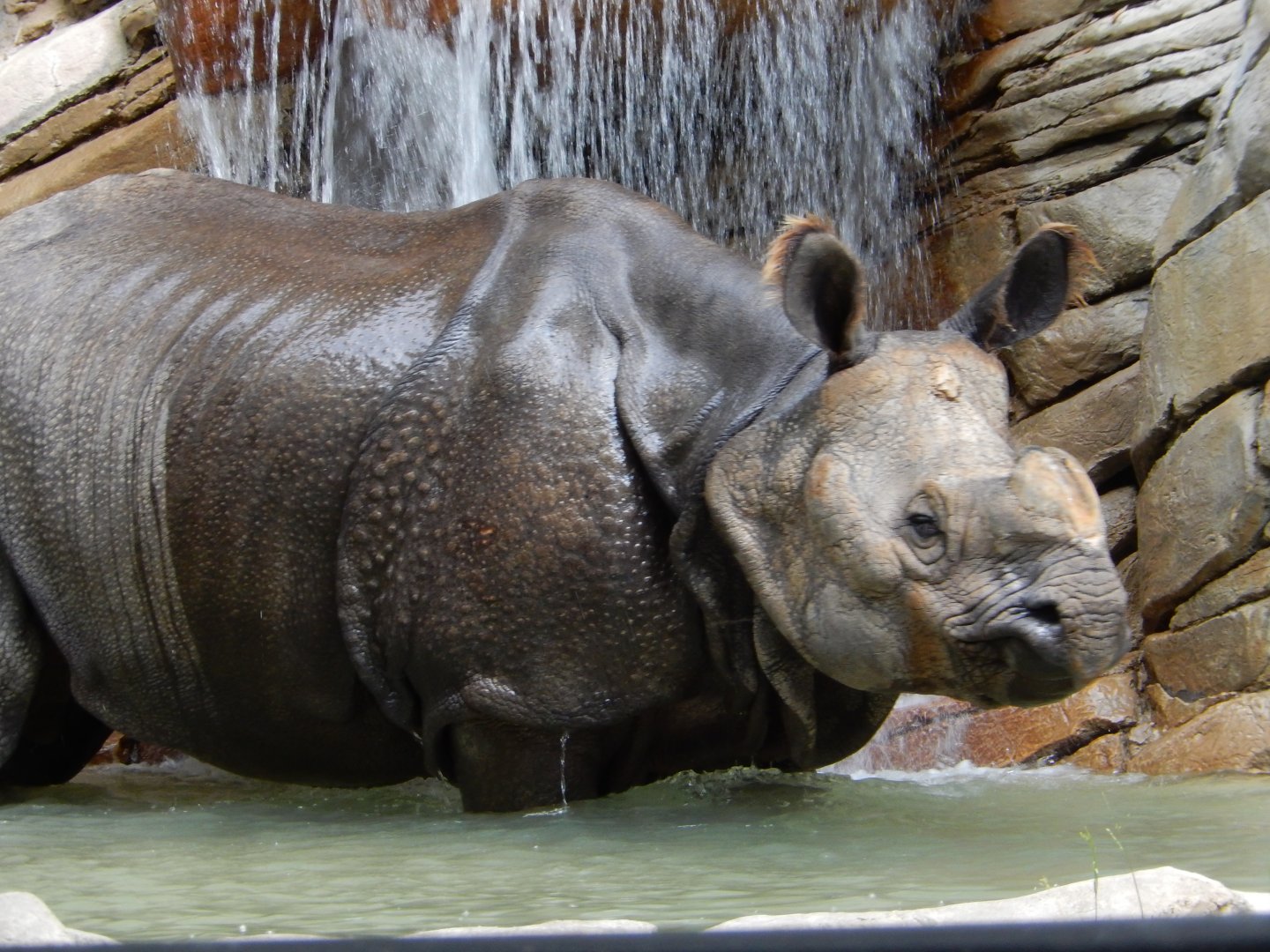 5/21/2018 - Indian Rhino