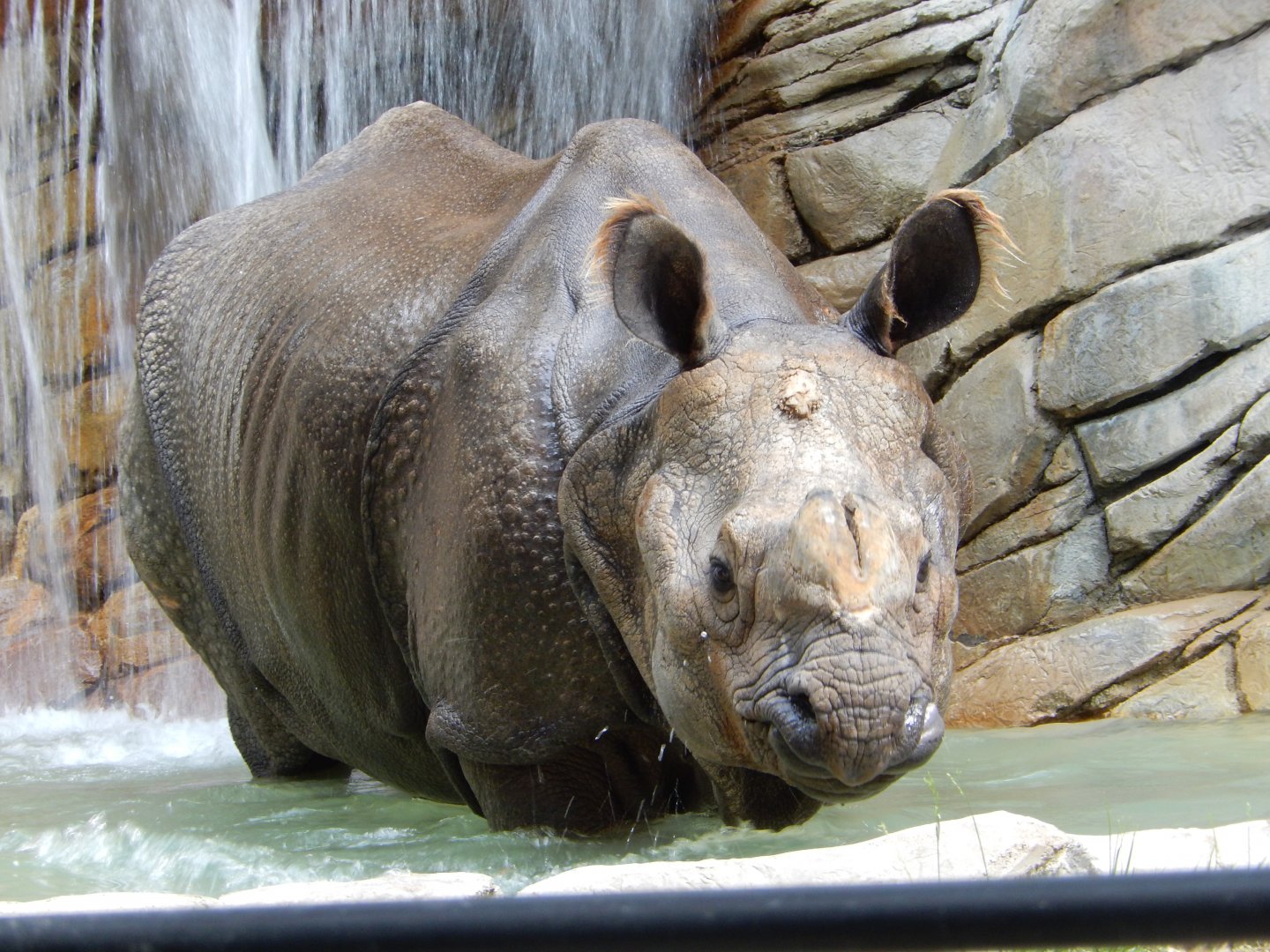 5/21/2018 - Indian Rhino