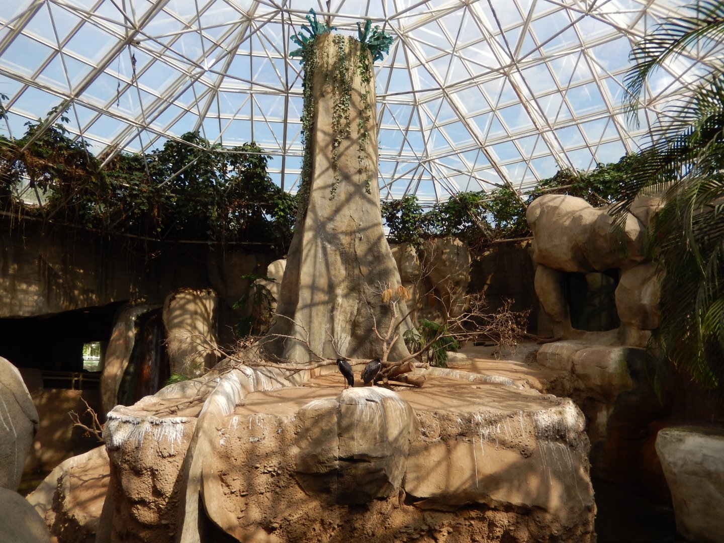 5/21/2018 - Indoor Gorilla Habitat