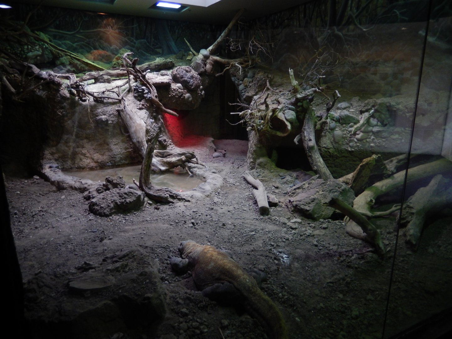 5/21/2018 - Indoor Komodo Dragon Habitat