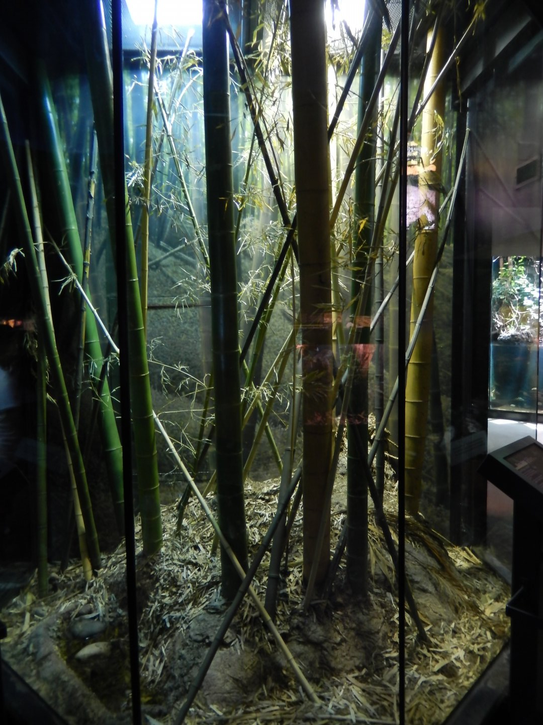 5/21/2018 - King Cobra Terrarium