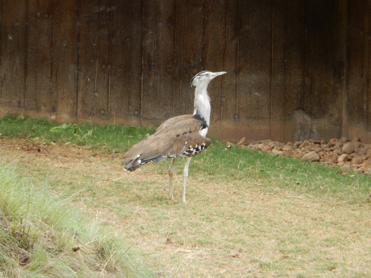 5/21/2018 - Kori Bustard
