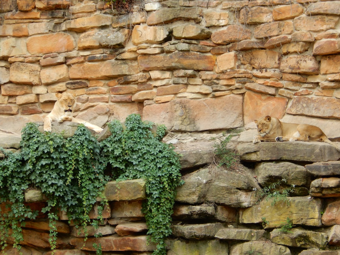 5/21/2018 - Lionesses