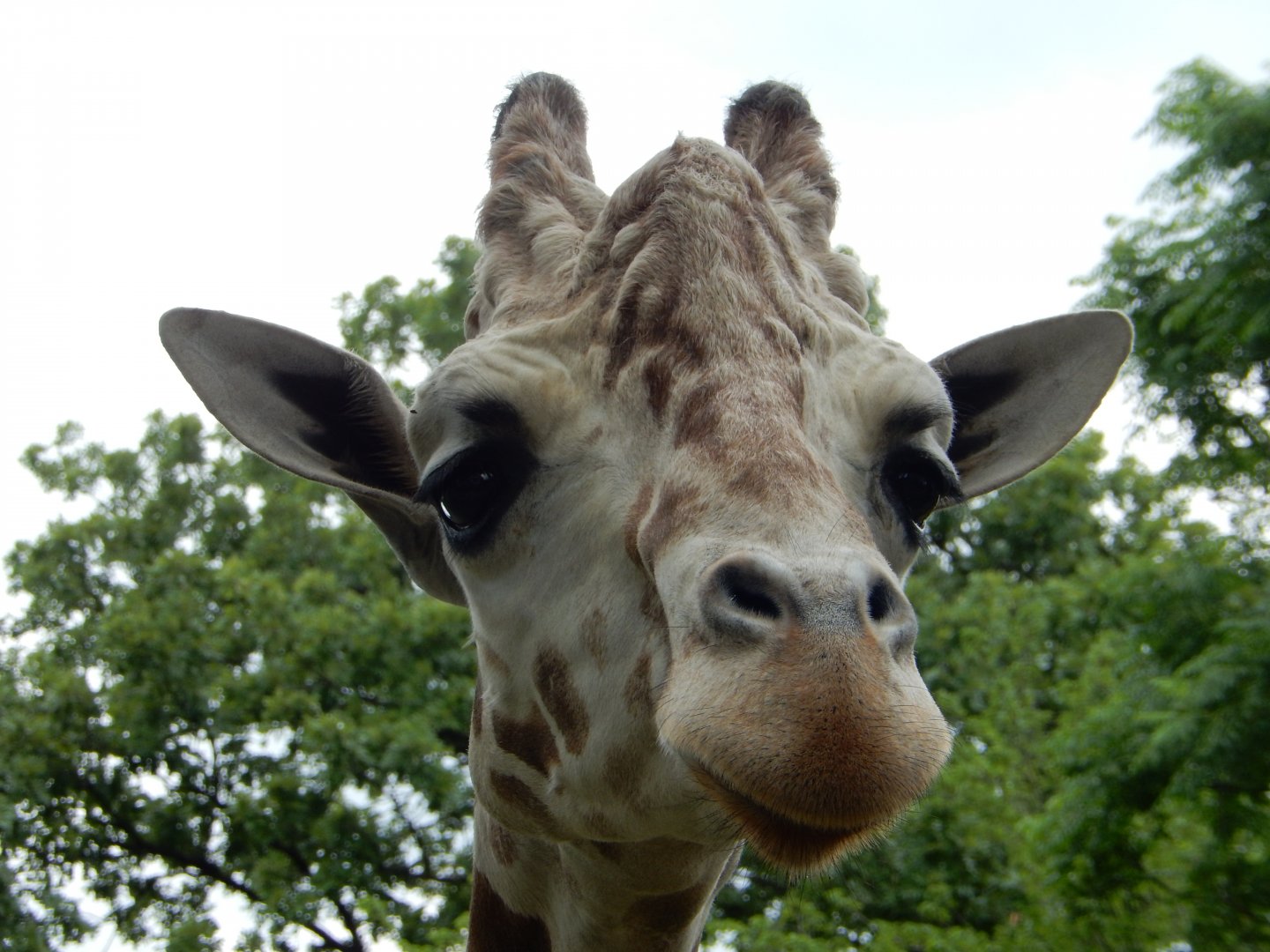 5/21/2018 - Male Reticulated Giraffe