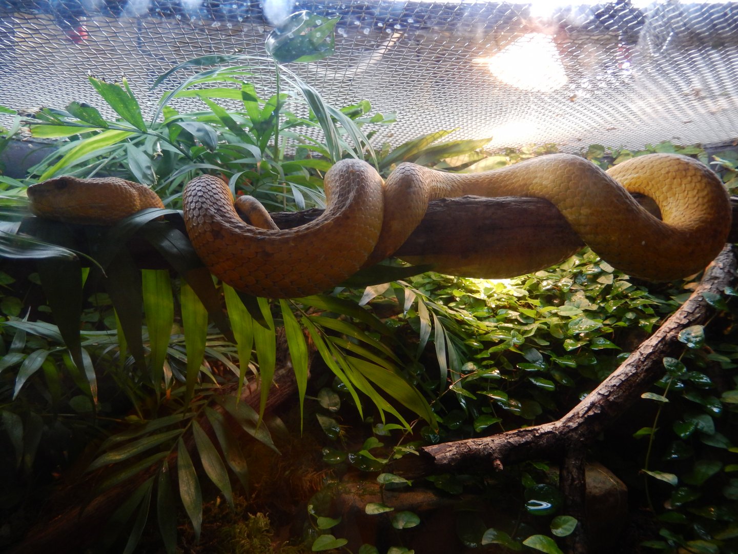 5/21/2018 - McGregor's Pit Viper?