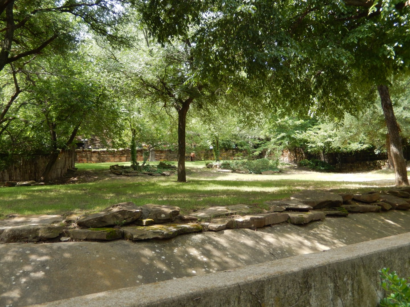 5/21/2018 - Mountain Bongo Paddock