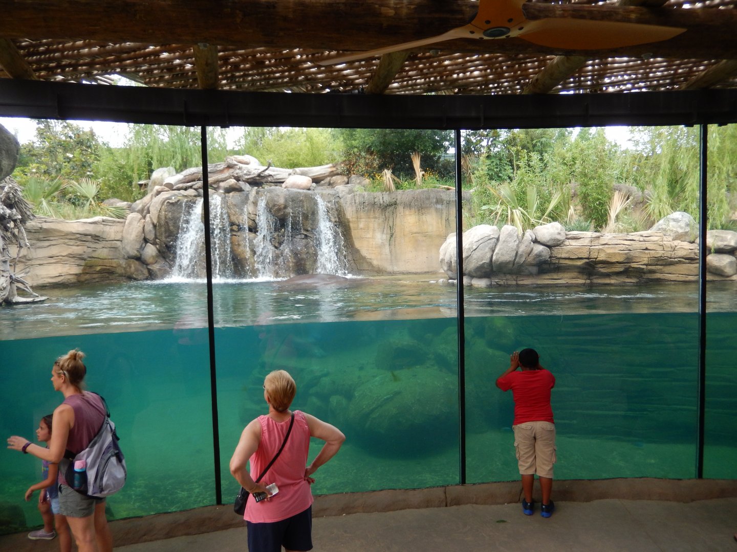 5/21/2018 - Nile Hippo Habitat