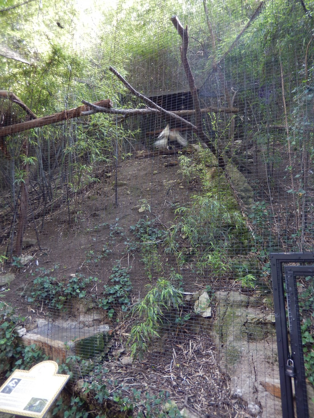 5/21/2018 - Palm Nut Vulture Aviary