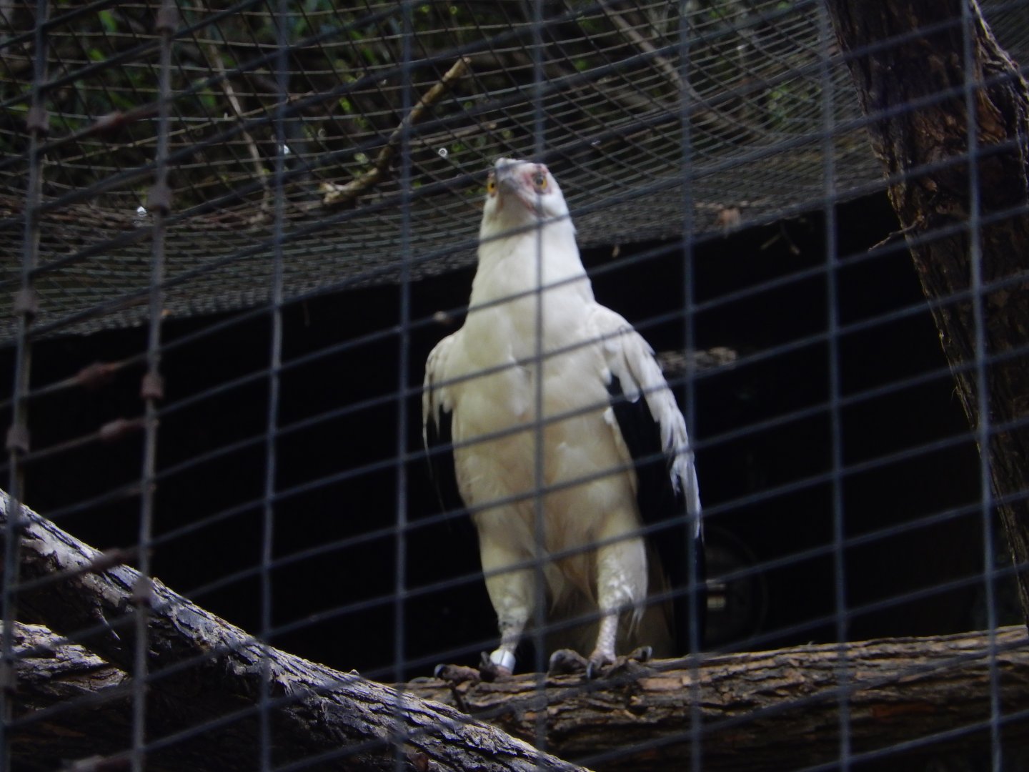 5/21/2018 - Palm Nut Vulture