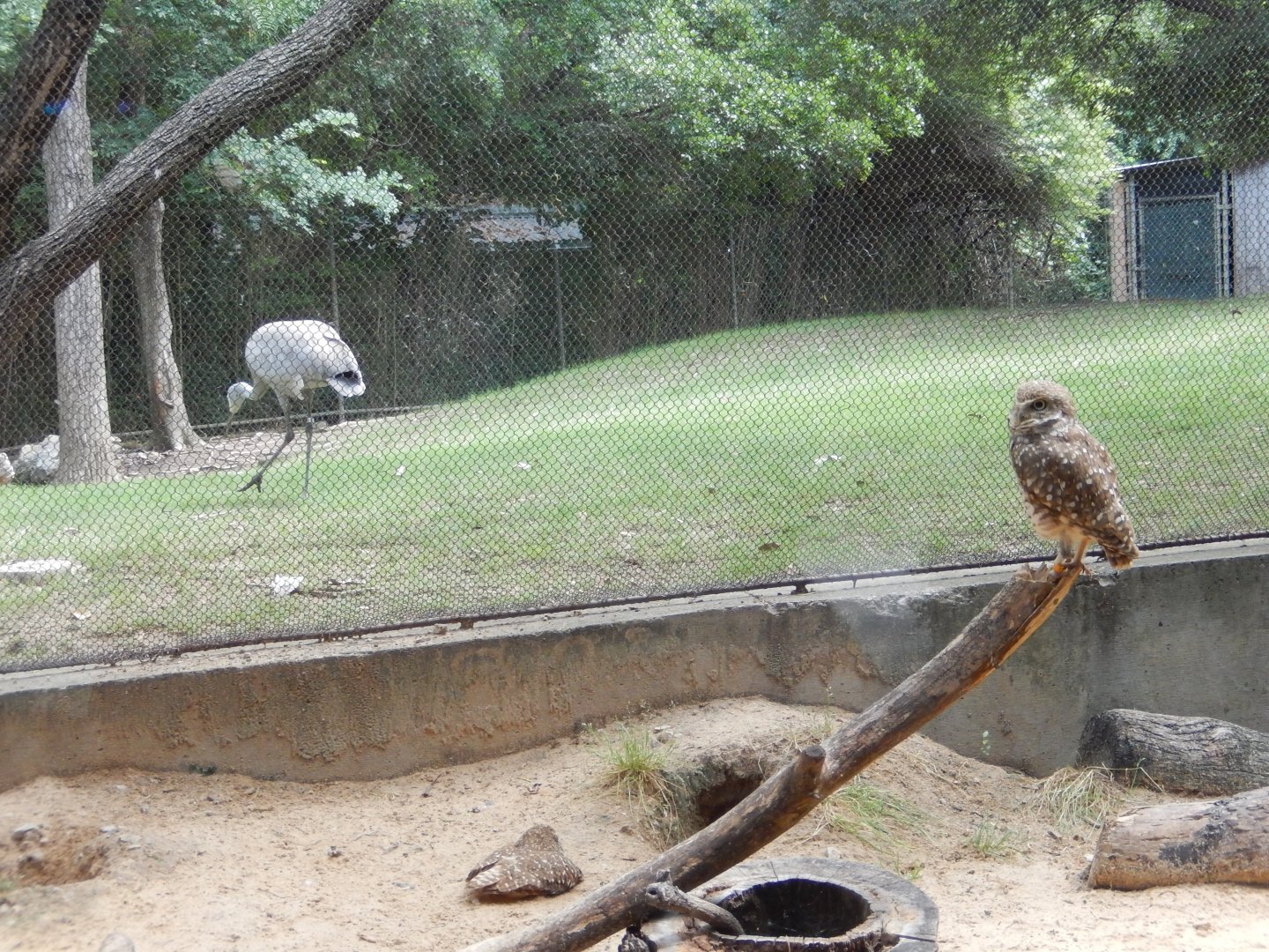 5/21/2018 - Pretty Birds