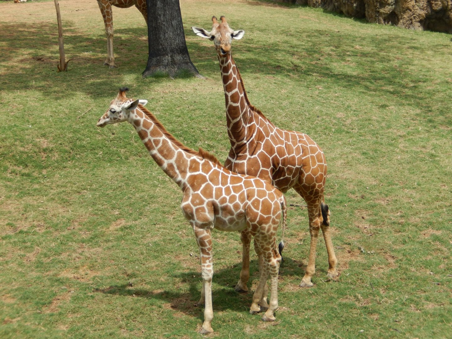 5/21/2018 - Reticulated Giraffes