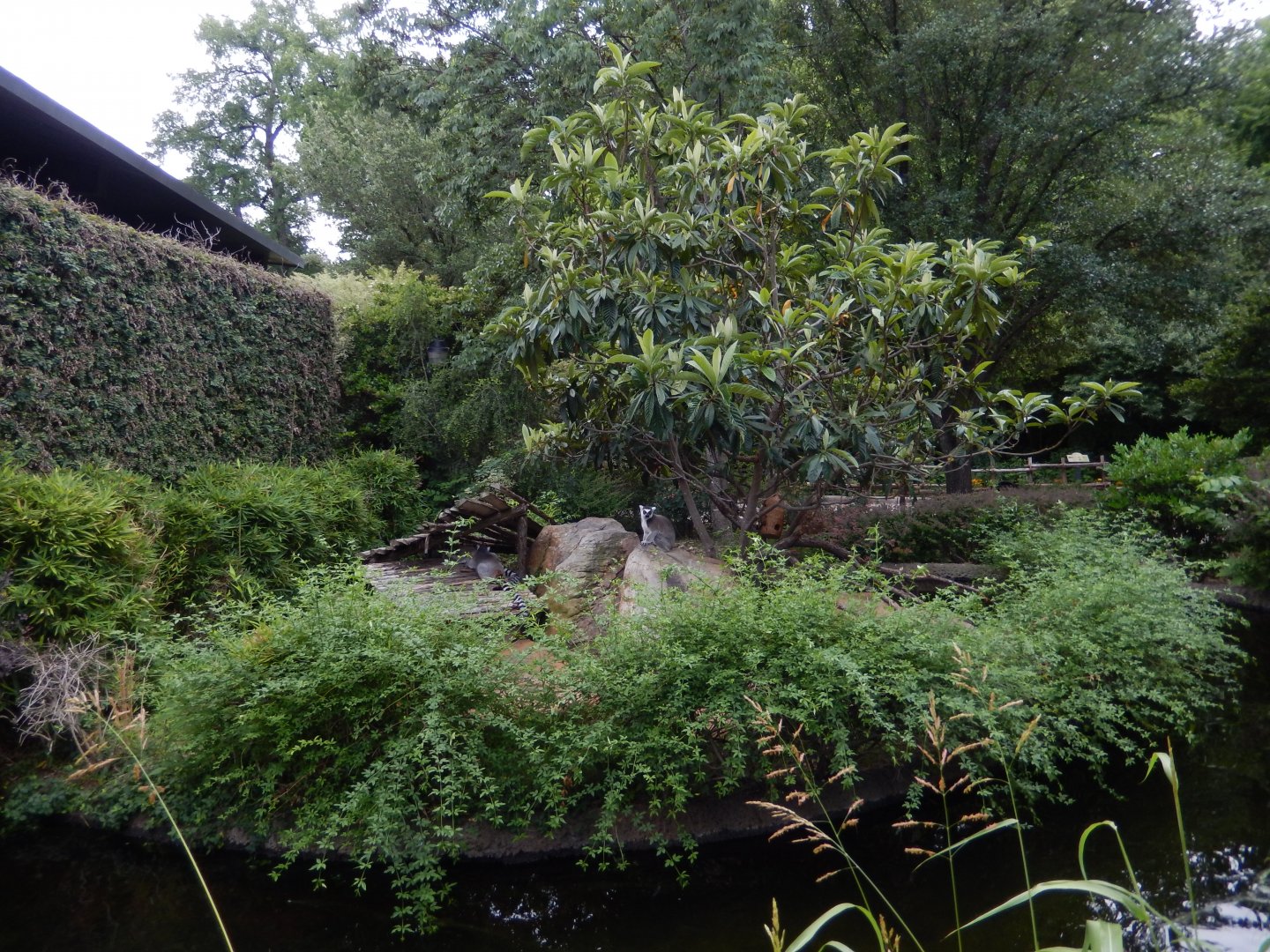 5/21/2018 - Ring-Tailed Lemur Island