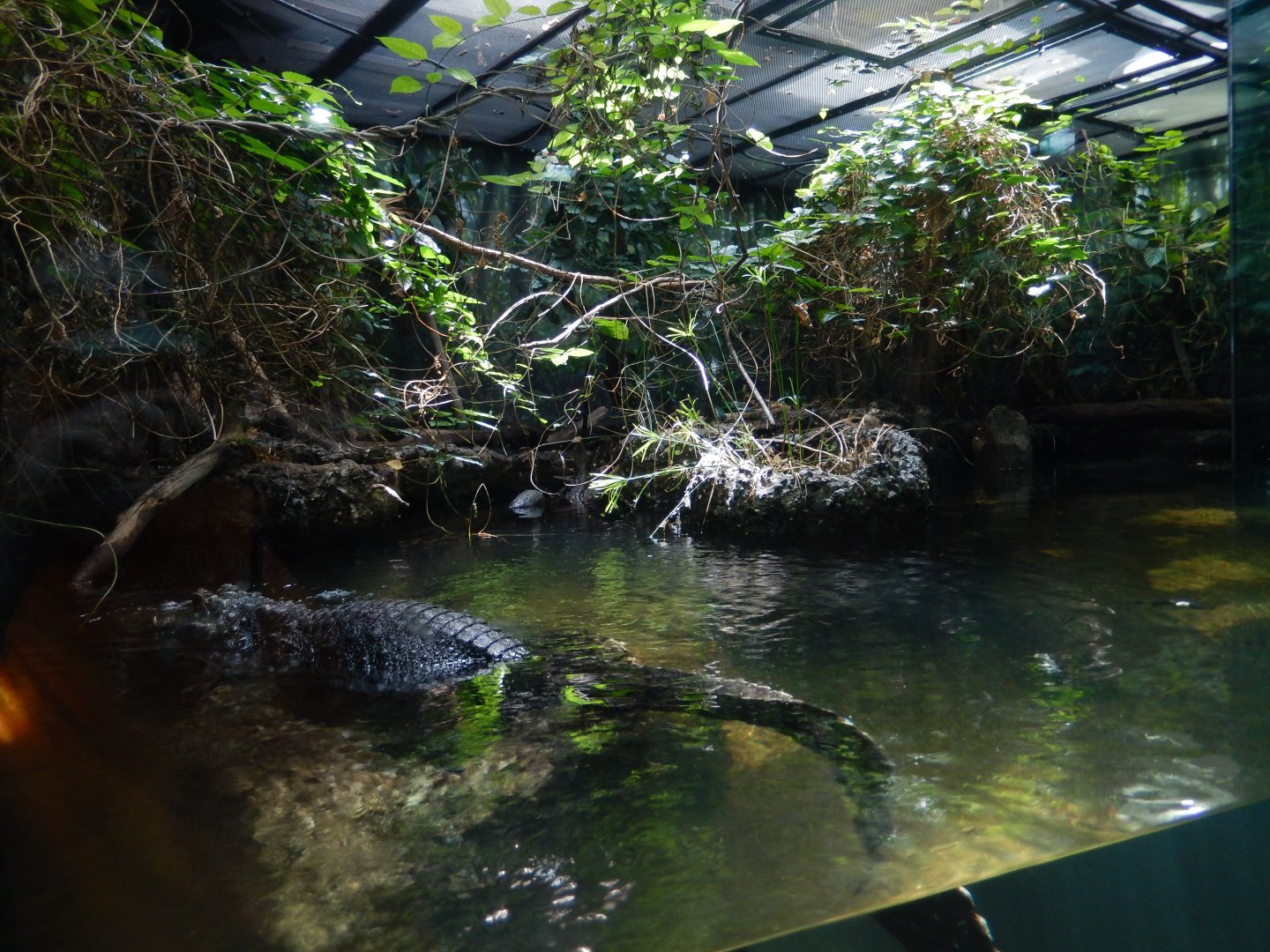 5/21/2018 - River Habitat