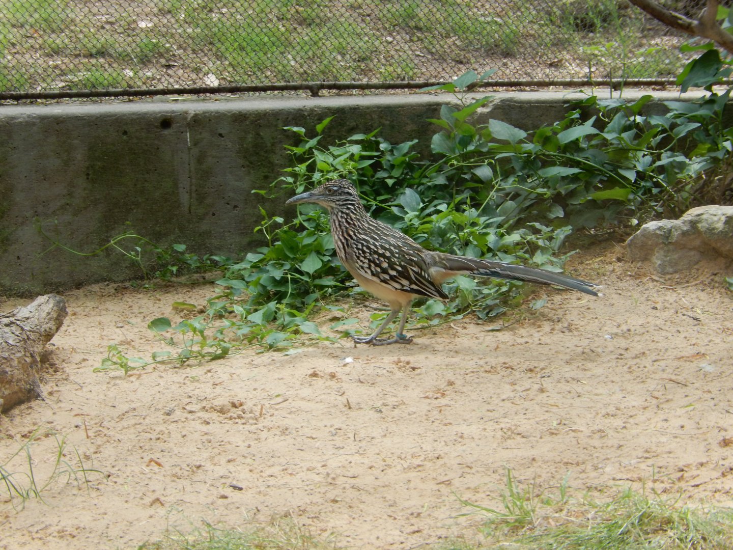 5/21/2018 - Roadrunner